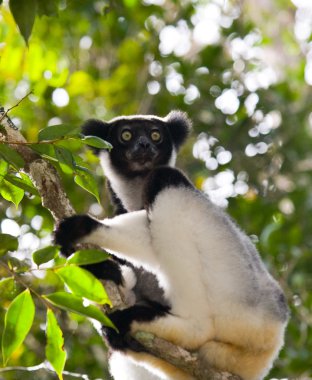 İndri lemur (Indri Indri)