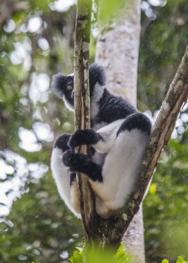 İndri lemur (Indri Indri)