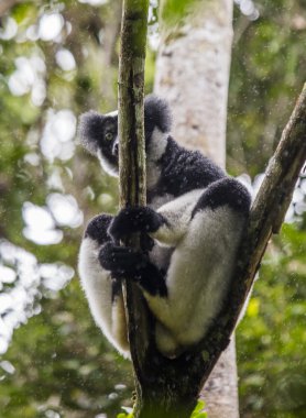 İndri lemur (Indri Indri)