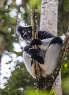 İndri lemur (Indri Indri)
