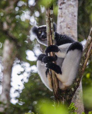 İndri lemur (Indri Indri)