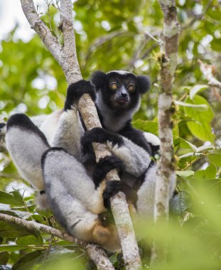 İndri lemur (Indri Indri)