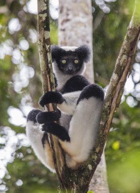 İndri lemur (Indri Indri)
