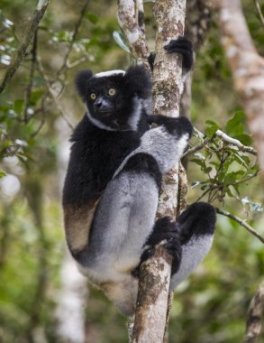 İndri lemur (Indri Indri)