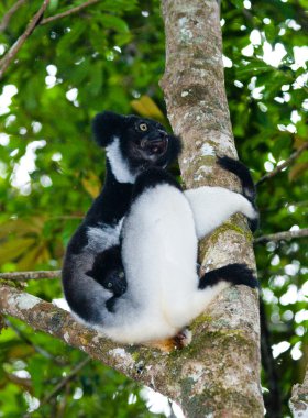 Indri lemur (Indri Indri) clipart