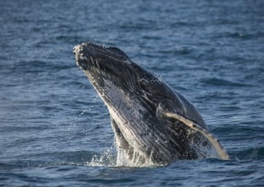 Havada atlama balina