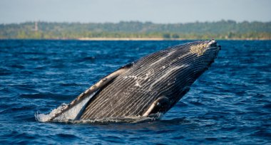 Atlama kambur balina