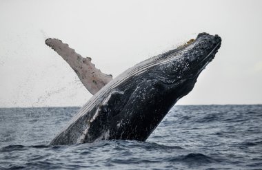 Whale jumping in the air clipart