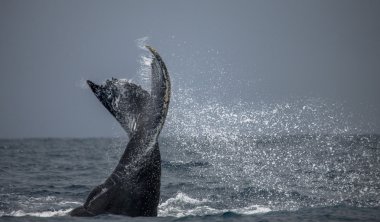 kambur balina kuyruğu.