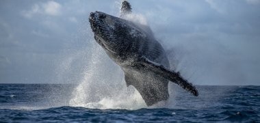 Whale jumping in the air