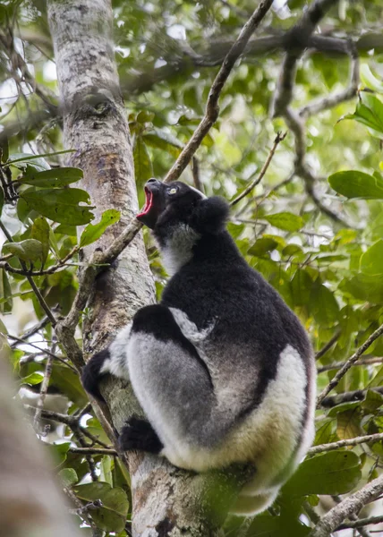 Indri κερκοπίθηκος (ίντρι ίντρι) — Φωτογραφία Αρχείου