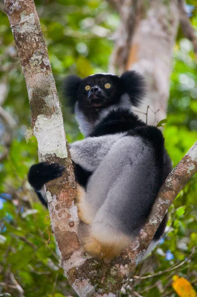 İndri lemur (Indri Indri)