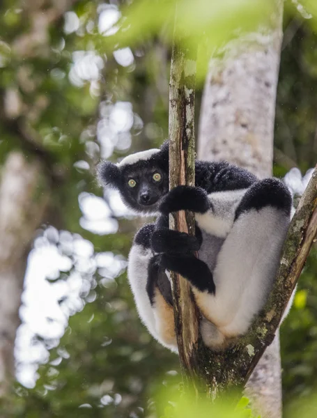 Lêmures Indri (Indri Indri) — Fotografia de Stock