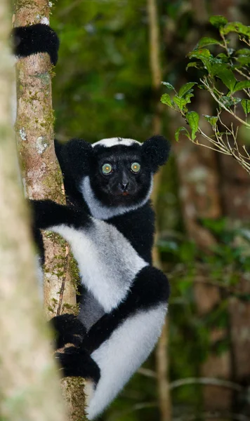 İndri lemur (Indri Indri)