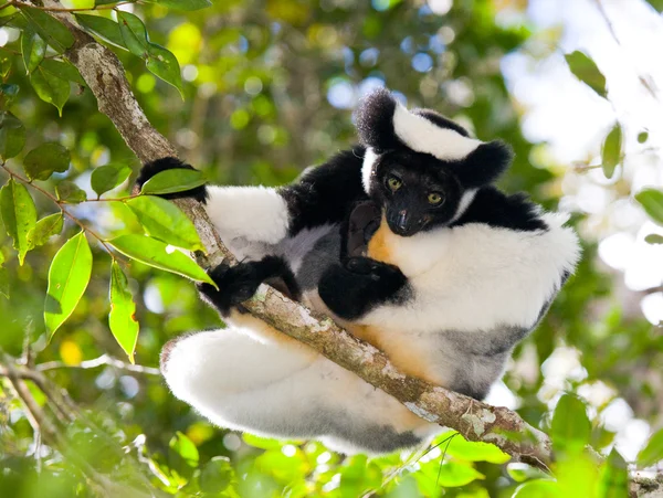 Indri Лемур (Indri Indri) — стокове фото