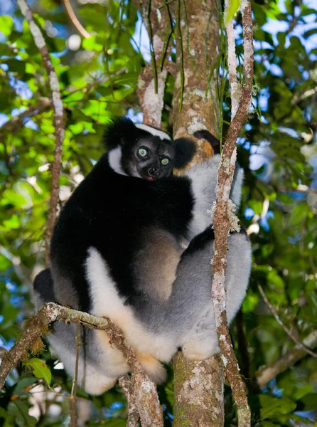İndri lemur (Indri Indri)