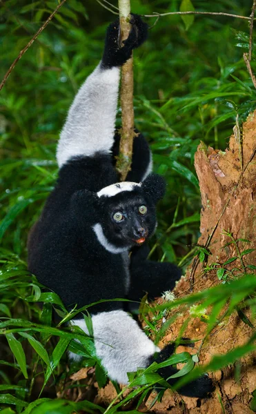 İndri lemur (Indri Indri)