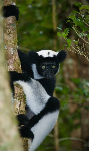 Indri κερκοπίθηκος (ίντρι ίντρι) — Φωτογραφία Αρχείου