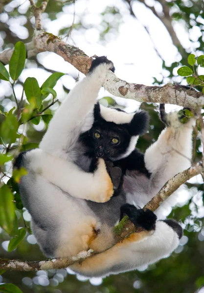 Lemur Indri (Indri Indri) — Stockfoto