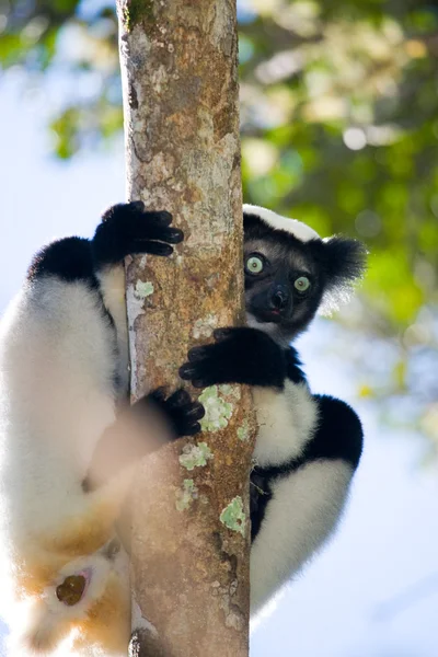 İndri lemur (Indri Indri)
