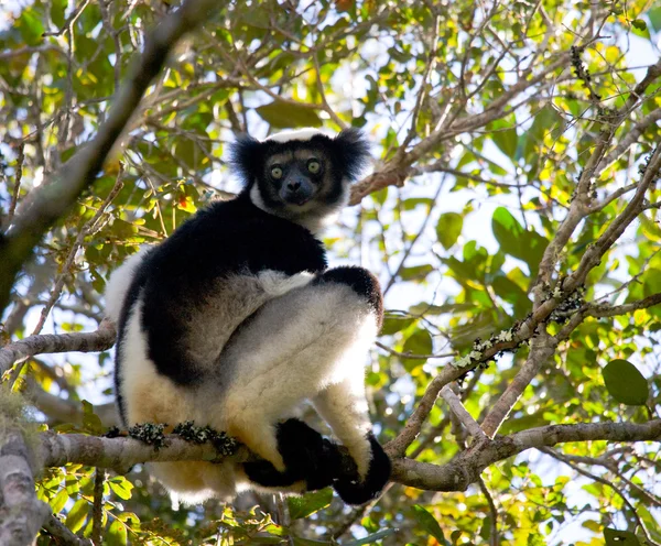 Indri lemur (Indri Indri) — Zdjęcie stockowe