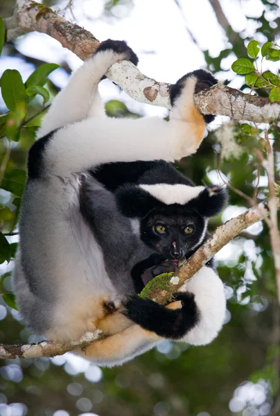İndri lemur (Indri Indri)