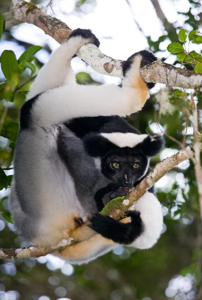Indri lemur (Indri Indri) — Zdjęcie stockowe