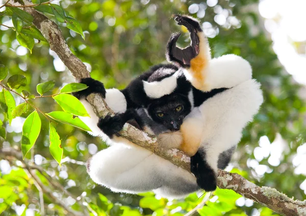 İndri lemur (Indri Indri)