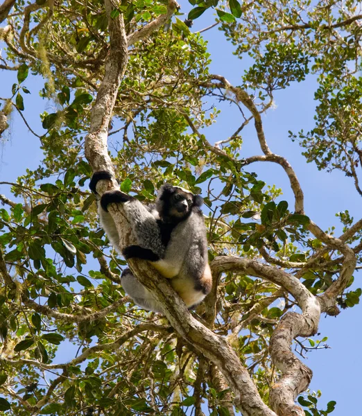 İndri lemur (Indri Indri)