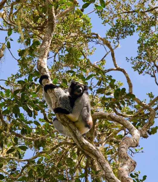 Indri κερκοπίθηκος (ίντρι ίντρι) — Φωτογραφία Αρχείου
