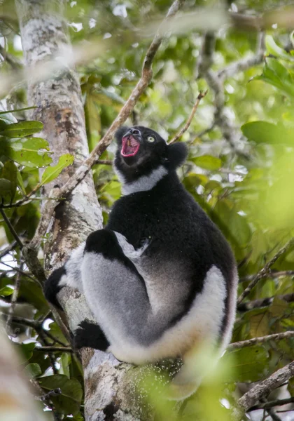 Lémur indri (Indri Indri ) — Foto de Stock
