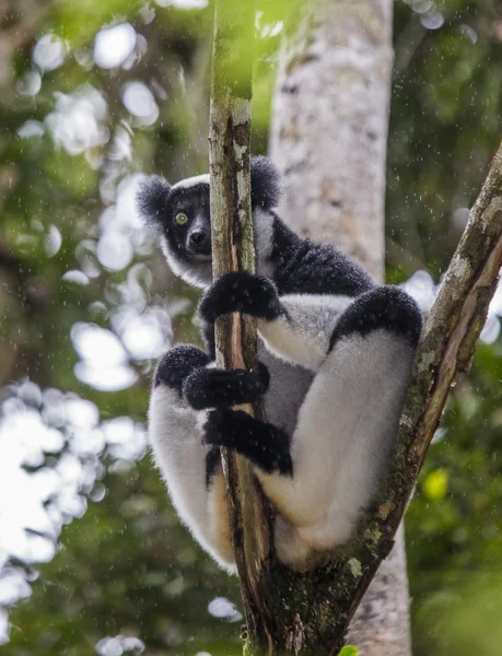 Indri κερκοπίθηκος (ίντρι ίντρι) — Φωτογραφία Αρχείου