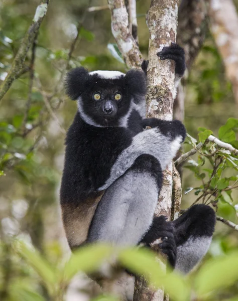 İndri lemur (Indri Indri)