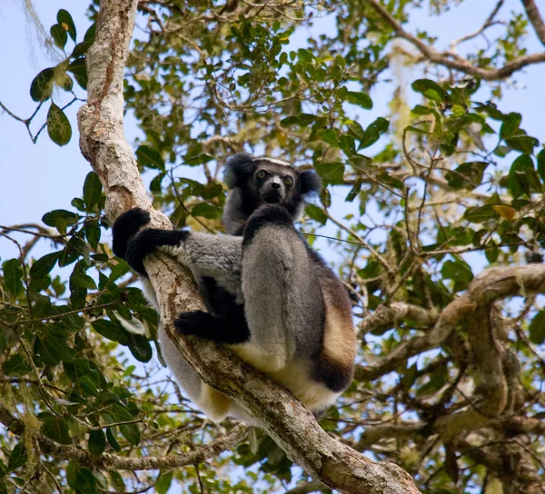 İndri lemur (Indri Indri)