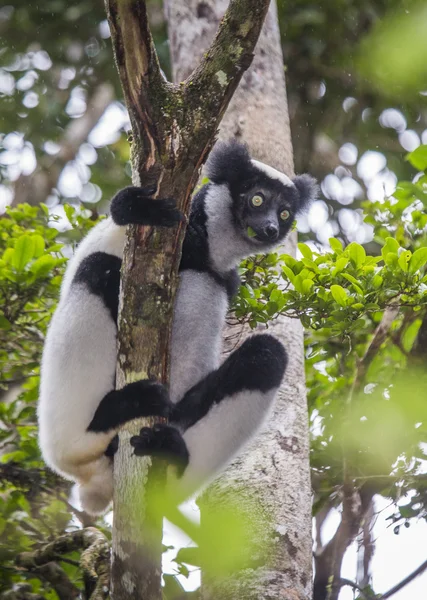 İndri lemur (Indri Indri)
