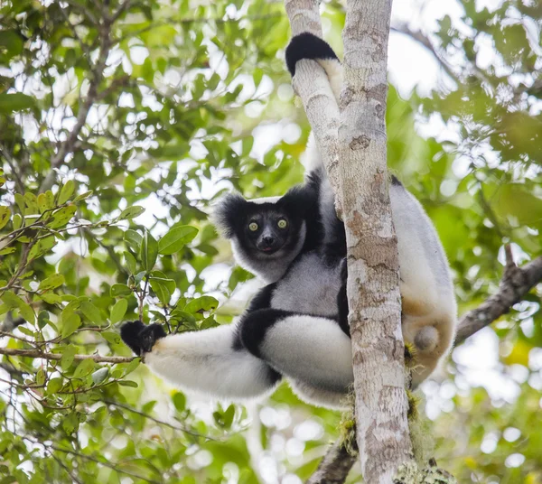 Lêmures Indri (Indri Indri) — Fotografia de Stock