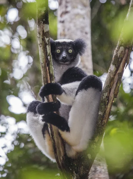 Indri Лемур (Indri Indri) — стокове фото