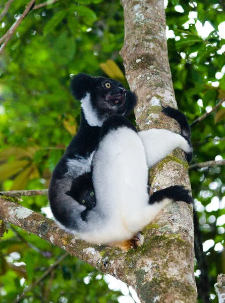 Lémur indri (Indri Indri ) — Foto de Stock