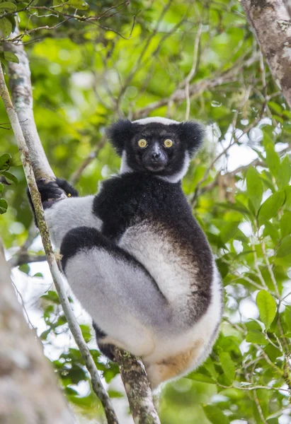 Indri lemur (Indri Indri) — Stock fotografie