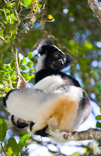 Indri lemur (Indri Indri) — Zdjęcie stockowe