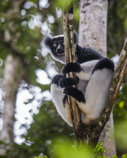 Indri Лемур (Indri Indri) — стокове фото