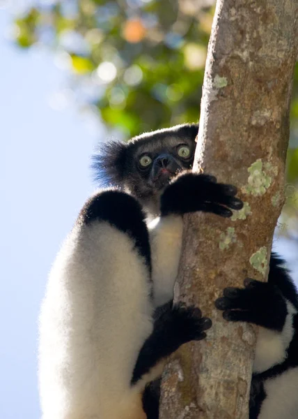 Lemur Indri (Indri Indri) — Stockfoto