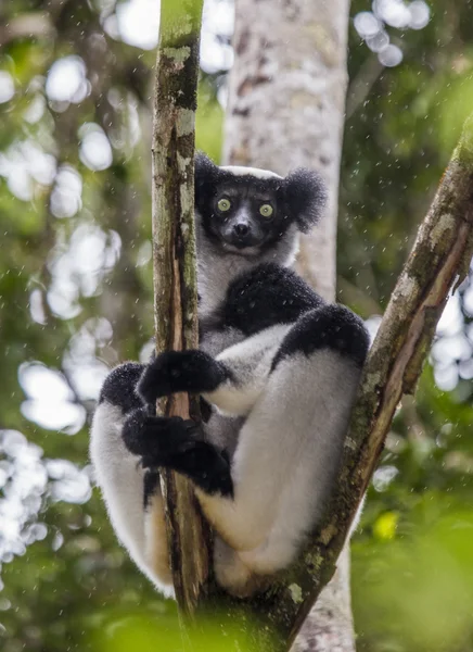 Indri Лемур (Indri Indri) — стокове фото