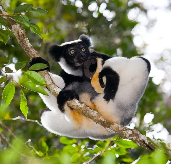 Indri 여우 원숭이 (Indri Indri) — 스톡 사진