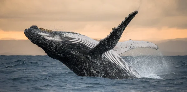 クジラの空気中のジャンプ — ストック写真