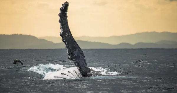 クジラの空気中のジャンプ — ストック写真