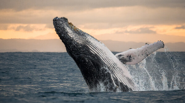 Whale jumping in the air