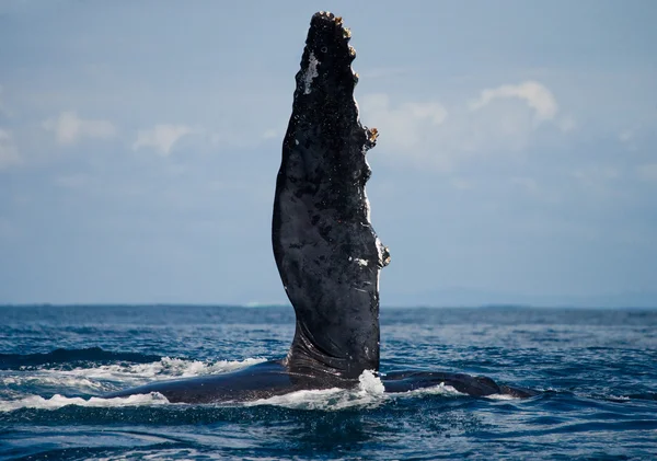 Whale jumping in the air — Stock Photo, Image