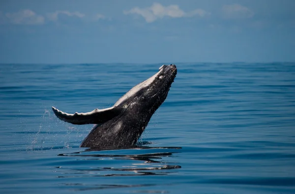 Whale jumping in the air — Stock Photo, Image