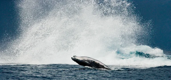 Wal springt in die Luft — Stockfoto